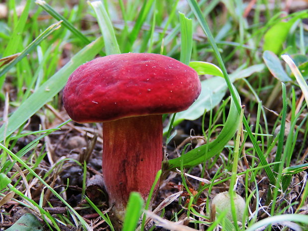 suchohríb karmínový Hortiboletus rubellus (Krombh.) Simonini, Vizzini & Gelardi