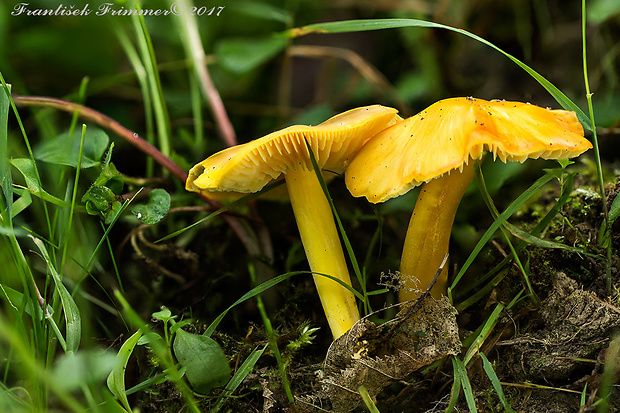 lúčnica Hygrocybe sp.