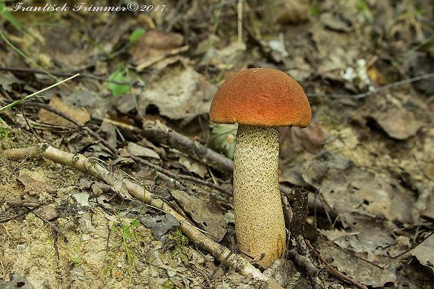 kozák osikový Leccinum albostipitatum den Bakker & Noordel.