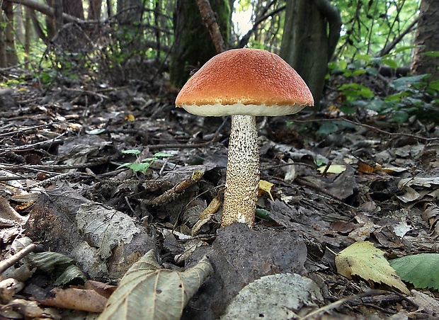 kozák dubový Leccinum aurantiacum (Bull.) Gray