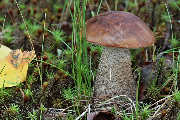 kozák brezový Leccinum scabrum (Bull.) Gray