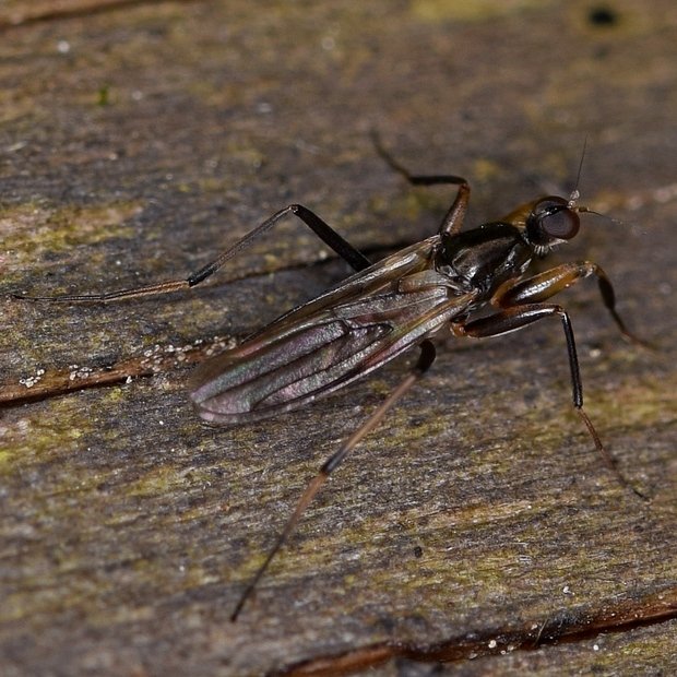 Tachydromia arrogans Linnaeus, 1761