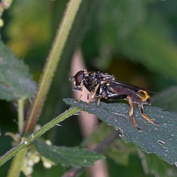 pestrica zlatistá Xylota sylvarum Linnaeus, 1758