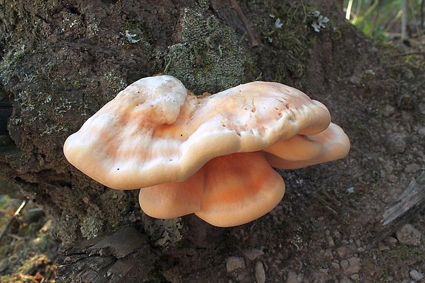 sírovec obyčajný Laetiporus sulphureus (Bull.) Murrill