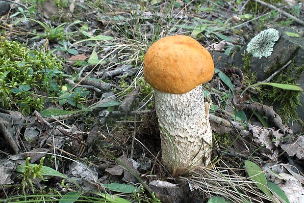 kozák osikový Leccinum albostipitatum den Bakker & Noordel.