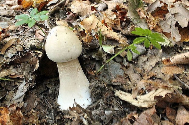 bedľa vysoká Macrolepiota procera (Scop.) Singer