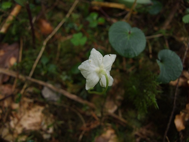 jednokvietok veľkokvetý Moneses uniflora (L.) A. Gray