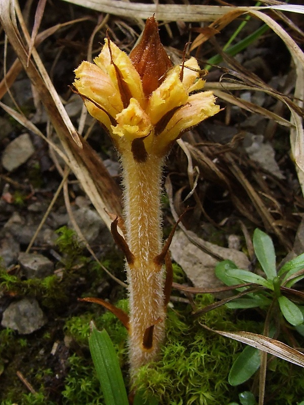 záraza červenožltá Orobanche flava F. W. Schultz