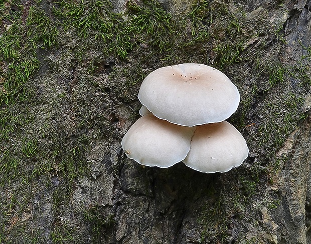 hliva lievikovitá Pleurotus cornucopiae (Paulet) Rolland