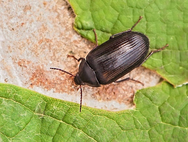 potemník Prionychus melanarius