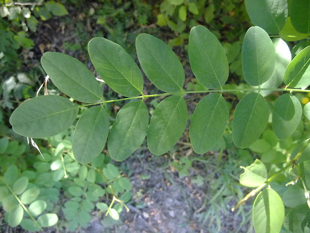 agát biely Robinia pseudoacacia L.