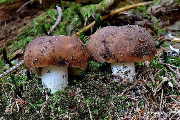 plávka lasičia Russula mustelina Fr.