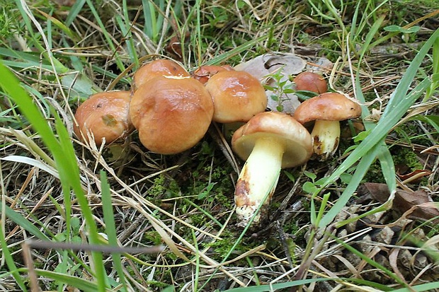 masliak zrnitý Suillus granulatus (L.) Roussel