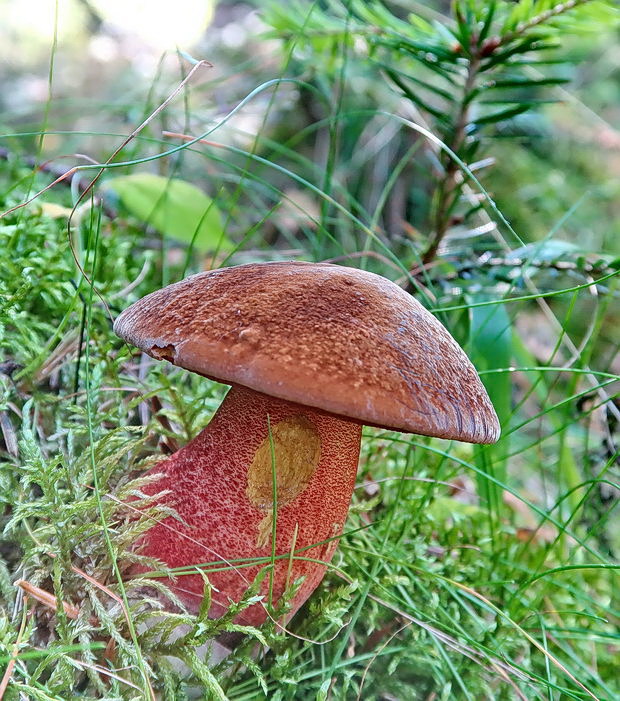 hríb zrnitohlúbikový Sutorius luridiformis (Rostk.) G. Wu & Zhu L. Yang