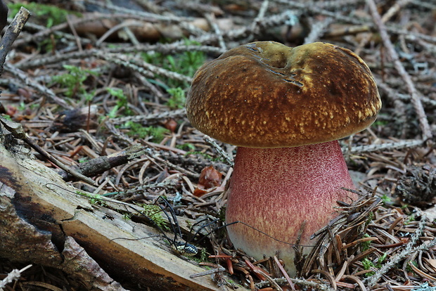 hríb zrnitohlúbikový Sutorius luridiformis (Rostk.) G. Wu & Zhu L. Yang