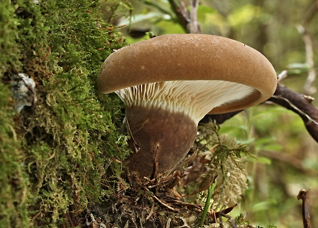 čechračka tmavohlúbiková Tapinella atrotomentosa (Batsch) Šutara