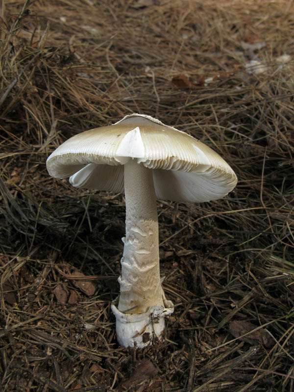 muchotrávka sivopošvatá Amanita submembranacea (Bon) Gröger