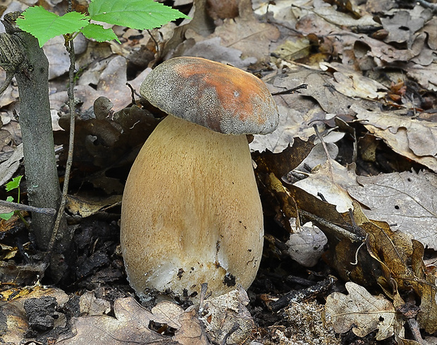 hríb bronzový Boletus aereus Bull. ex Fr.