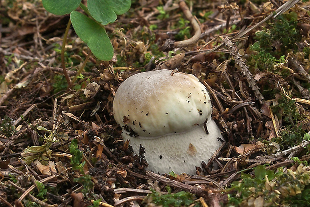 hríb smrekový Boletus edulis Bull.