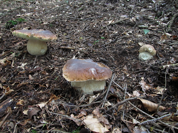 hríb smrekový Boletus edulis Bull.