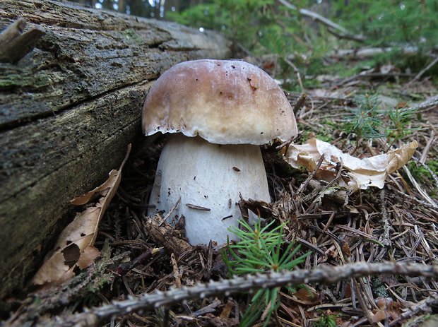 hríb smrekový Boletus edulis Bull.