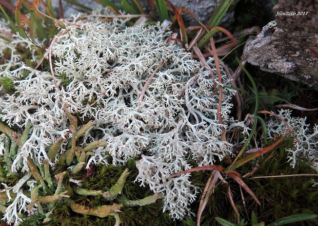 dutohlávka sobia Cladonia rangiferina (L.) Weber ex Wigg.