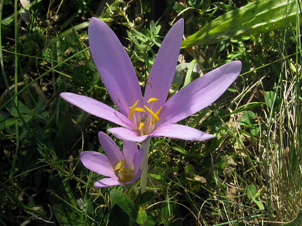 jesienka obyčajná Colchicum autumnale