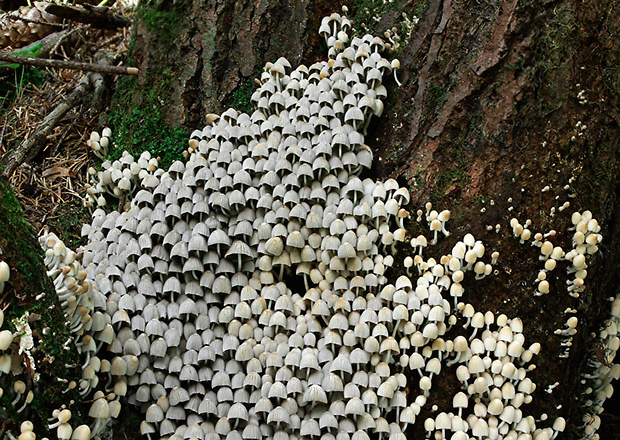 hnojník rozsiaty Coprinellus disseminatus (Pers.) J.E. Lange