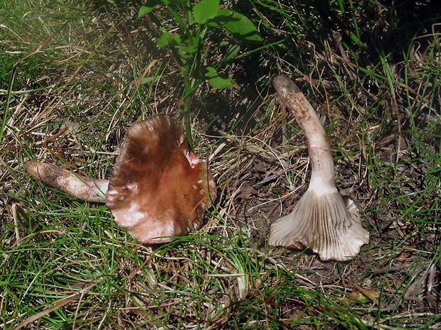 sliziak ružový Gomphidius roseus (Fr.) Oudem.