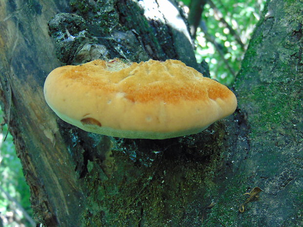 ryšavec srstnatý Inonotus hispidus (Bull.) P. Karst.