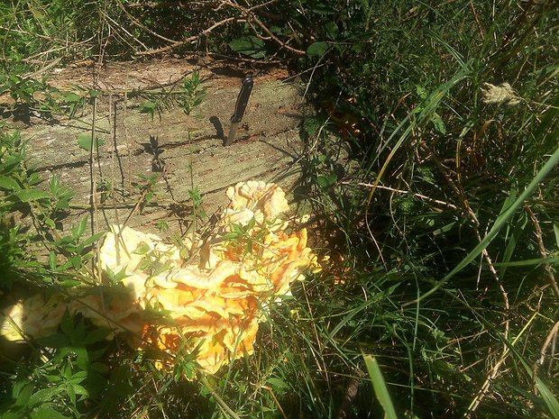 sírovec obyčajný Laetiporus sulphureus (Bull.) Murrill