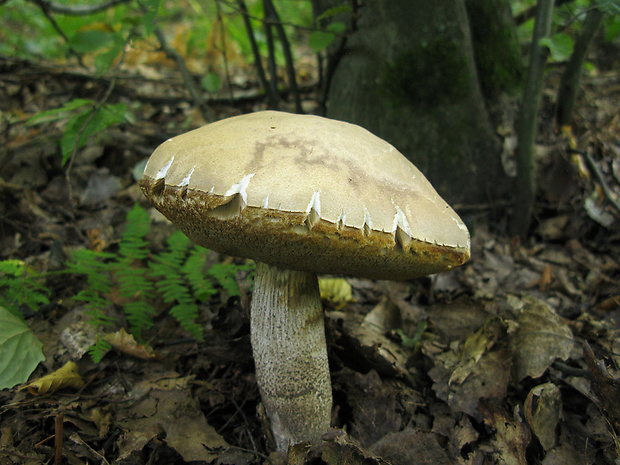 kozák topoľový Leccinum duriusculum (Schulzer ex Kalchbr.) Singer