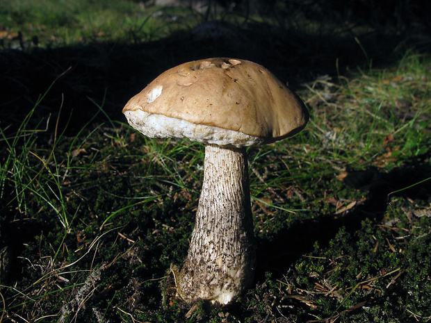 kozák brezový Leccinum scabrum (Bull.) Gray