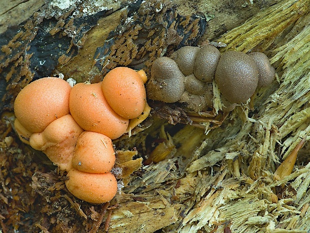 vlčinka Lycogala sp.