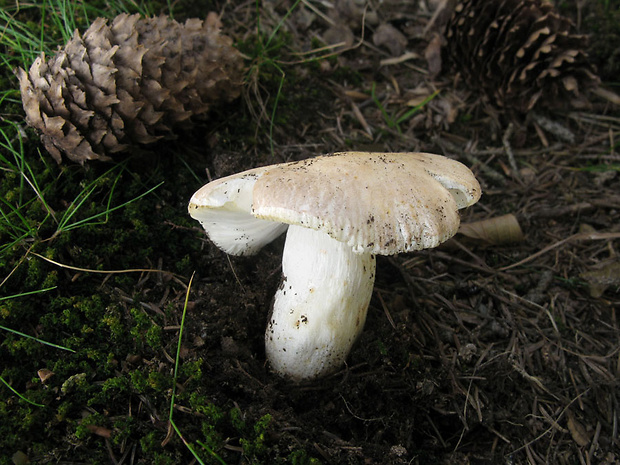 plávka čipkovaná? Russula aurora? Bres.