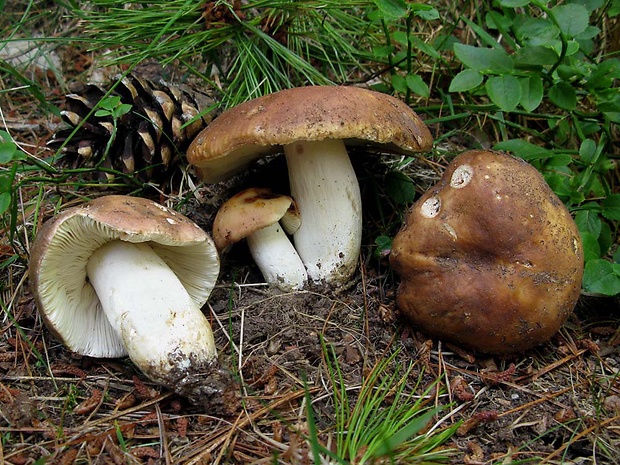 plávka lasičia Russula mustelina Fr.