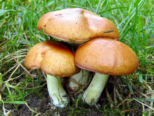 masliak zrnitý Suillus granulatus (L.) Roussel