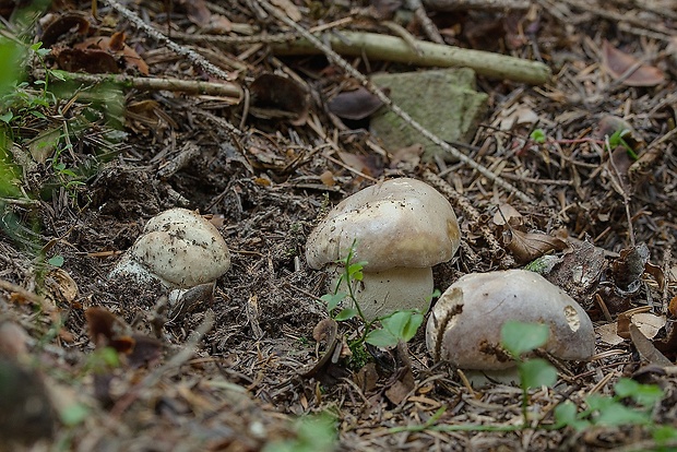 hríb smrekový Boletus edulis Bull.