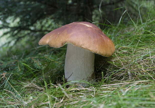 hríb smrekový Boletus edulis Bull.