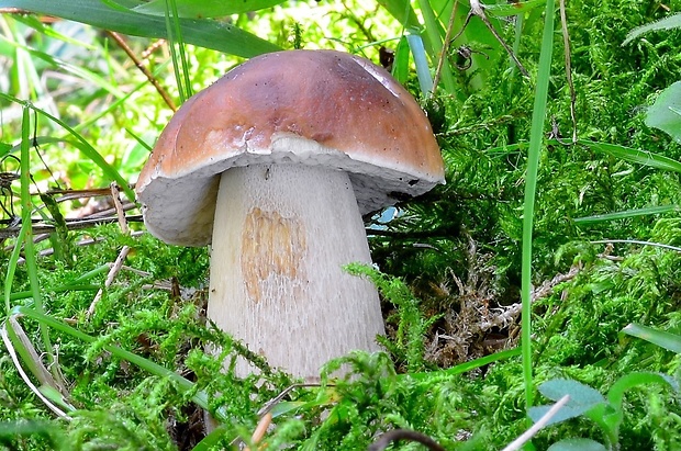 hríb smrekový Boletus edulis Bull.