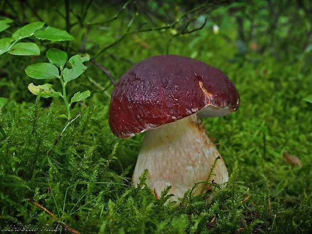 hríb sosnový Boletus pinophilus Pil. et Dermek in Pil.