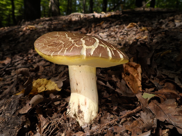 hríb príveskatý Butyriboletus appendiculatus (Schaeff. ex Fr.) Secr.