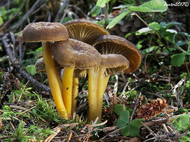 kuriatko lievikovité Craterellus tubaeformis (Fr.) Quél.