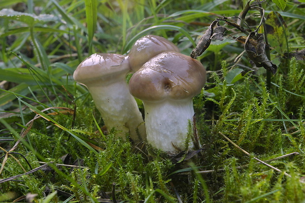 sliziak mazľavý Gomphidius glutinosus (Schaeff.) Fr.