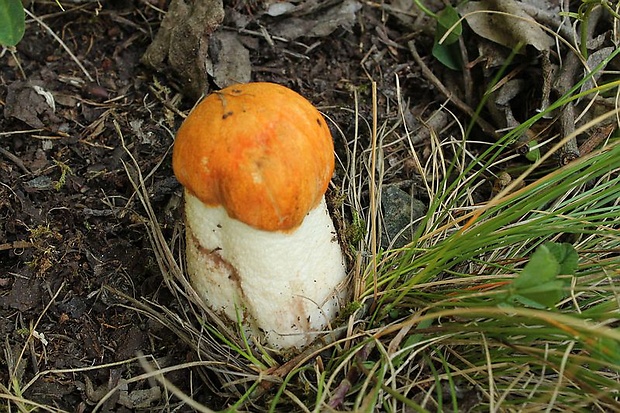 kozák osikový Leccinum albostipitatum den Bakker & Noordel.