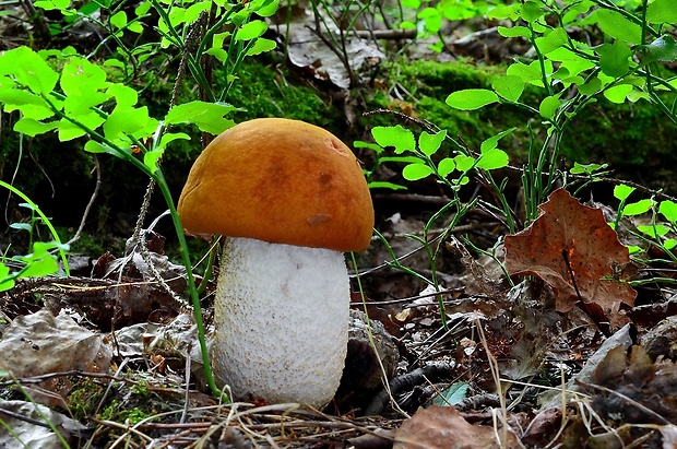 kozák osikový Leccinum albostipitatum den Bakker & Noordel.