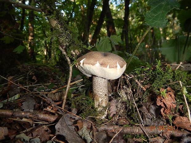 kozák topoľový Leccinum duriusculum (Schulzer ex Kalchbr.) Singer