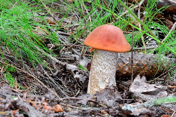 kozák smrekový Leccinum piceinum Pilát & Dermek