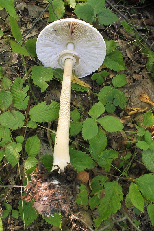 bedľa vysoká Macrolepiota procera (Scop.) Singer