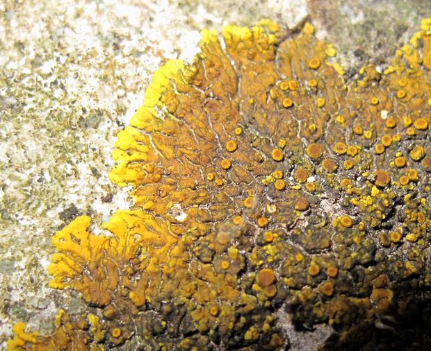 krásnica Variospora aurantia (Pers.) Arup, Frödén & Søchting